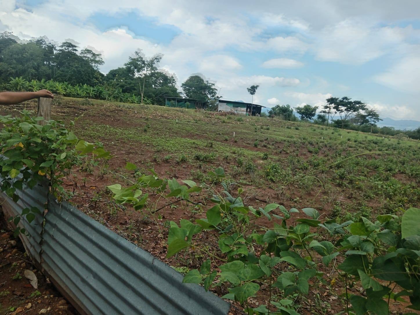 Colinas de Cacatachi