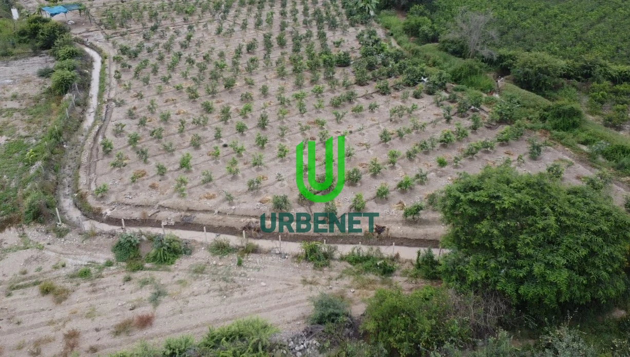 Fundo de Mandarinas de 3 Hectáreas