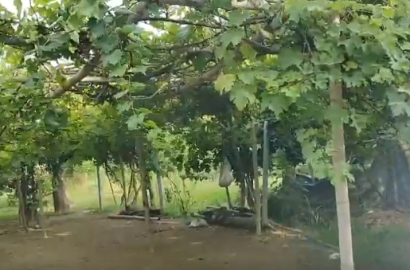 Terreno 25000 m² - Huaral - Esperanza Baja