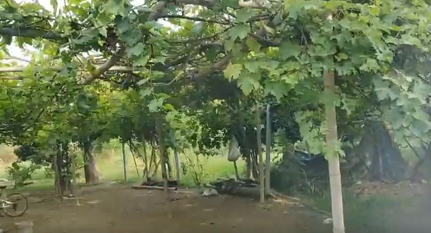 Terreno 25000 m² - Huaral - Esperanza Baja