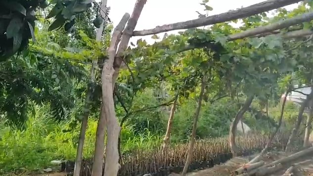 Terreno 25000 m² - Huaral - Esperanza Baja