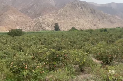 Terreno 80,000 m² en Huaral - Ideal para Desarrollo Inmobiliario