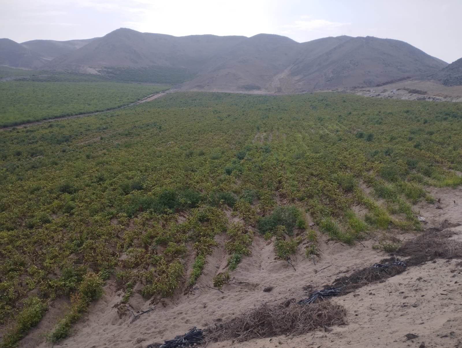 Terreno Agrícola en Venta - Huaral - 30000 m2