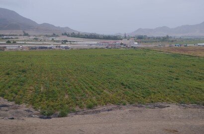 Terreno Agrícola en Venta - Huaral - 30000 m2