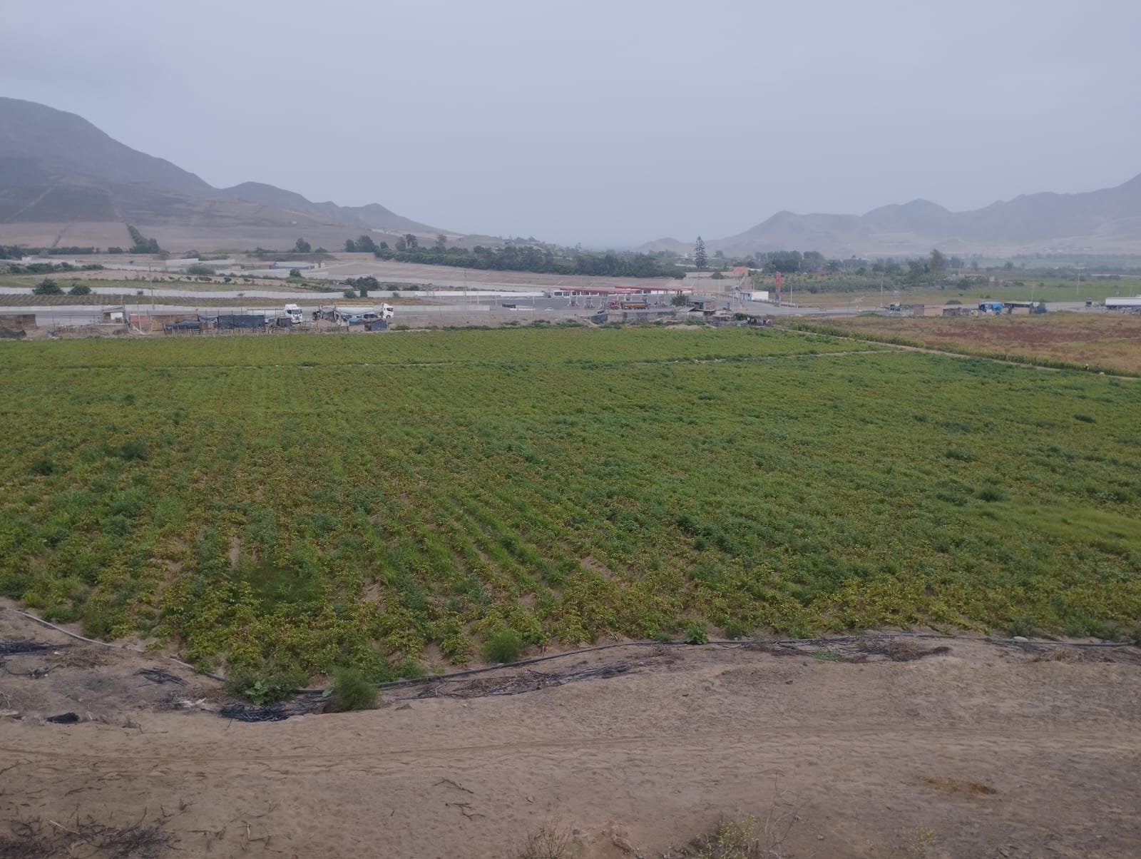 Terreno Agrícola en Venta - Huaral - 30000 m2